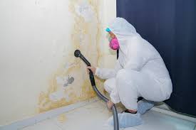 Best Mold Odor Removal Services in St Francis, MN